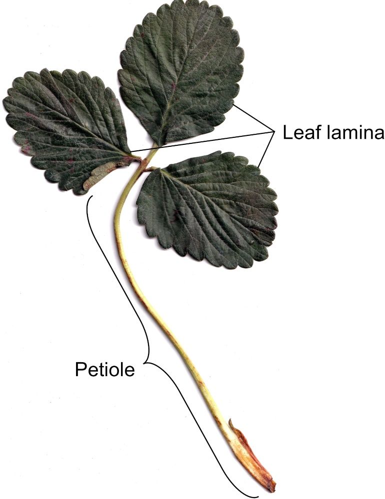 An example of a strawberry whole-leaf sample for plant nutrient analysis.