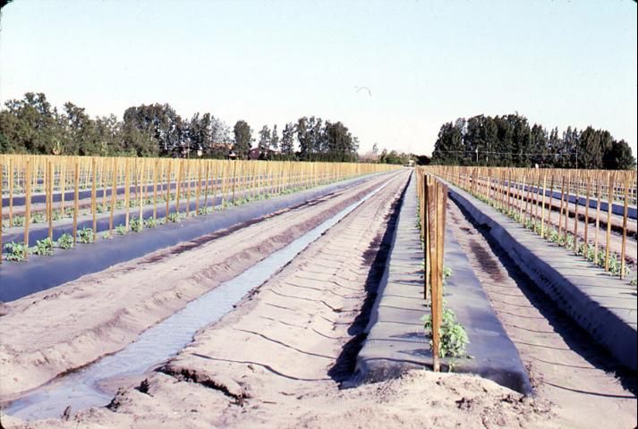 Tomatoes growing on subsurface (seepage)-irrigated sandy soil in Collier county.