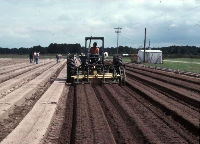 The modified broadcast method of incorporating fertilizer in the bed area with a rototilling machine.