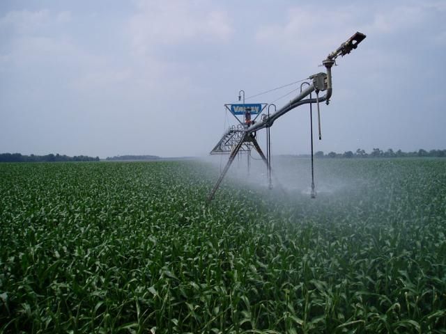 Center-pivot irrigation of sweet corn on sandy soils in northern Florida.