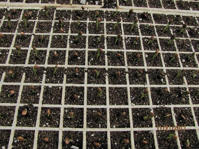 Figure 17. Germinating seedlings