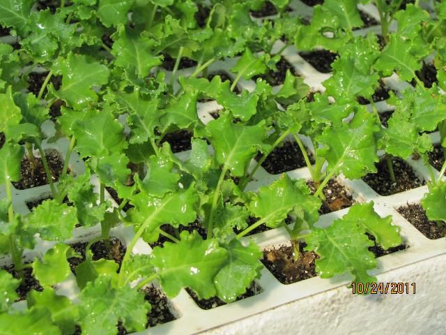 Figure 19. Well-grown kale transplants ready for field planting