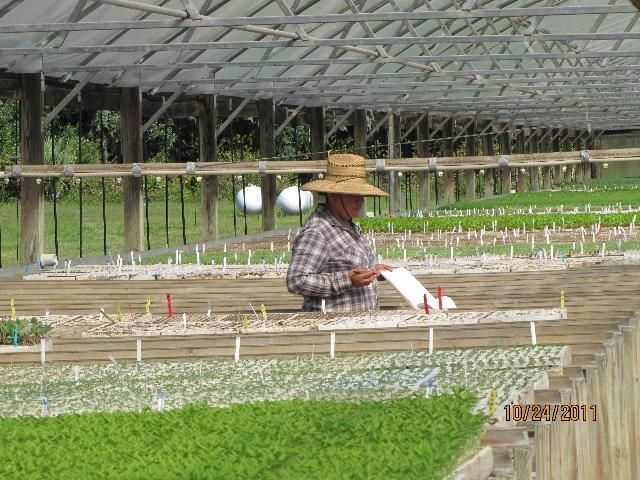 Figure 30. Scouting transplants in a transplant production greenhouse
