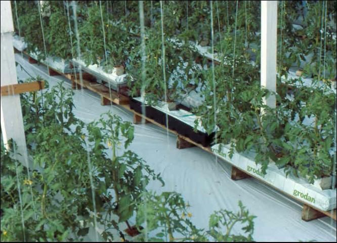 Tomatos in rockwool media supported on wooden raised benches.