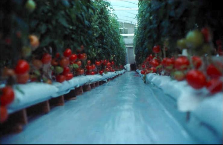 Tomatoes growing in perlite-filled lay-flat bags in a greenhouse in northern Florida.