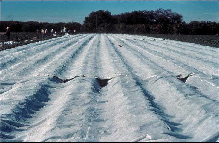 Figure 13. Multi-row floating row cover for frost protection of strawberries.