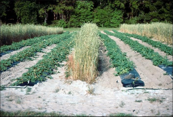 Figure 6. Frost damage of uncovered muskmelon (L), covered plants (R), Gainesville, Florida.