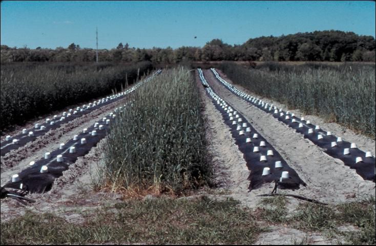 Figure 2. Styrofoam soup cups used for frost protection of melons near Gainesville, Florida.