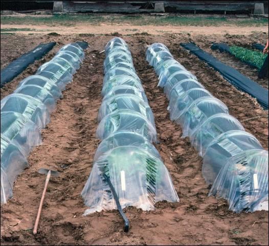 Figure 7. Clear poly row covers on wire hoops.