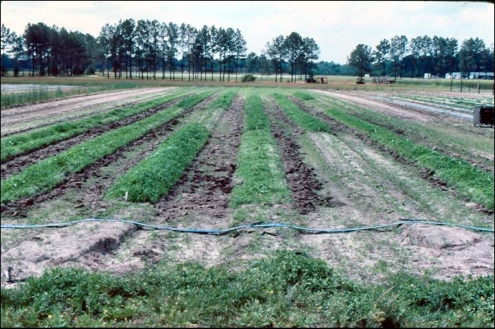 Figure 20. Weed growth also can be enhanced under row covers.