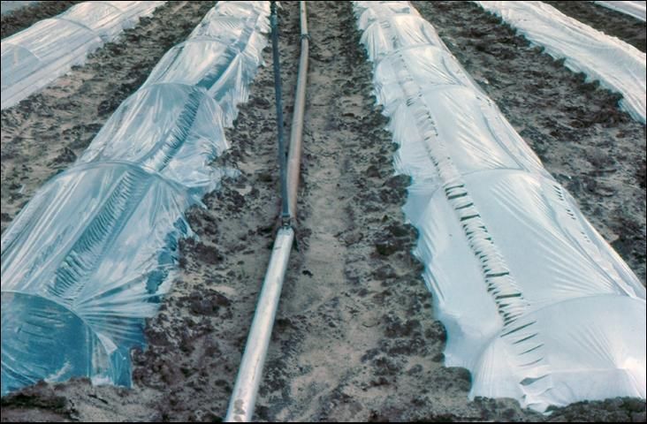 Figure 8. Clear polyethylene row cover tunnels (left) and pigmented tunnels (right). Both are slitted covers.
