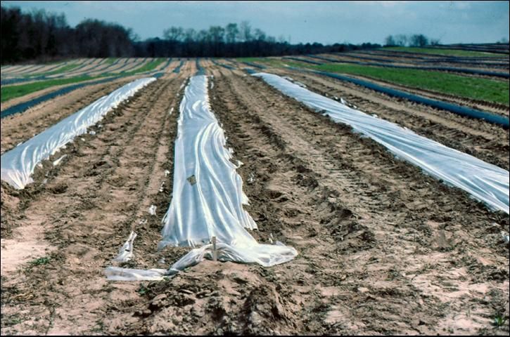 Figure 3. Single-row row covers in North Florida, watermelons.