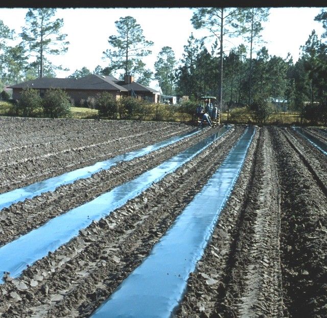 Figure 4. A mulch layer spreads 4-foot-wide sheets of plastic mulch over beds that are 2-foot wide. Bed width depends on the crop and the number of rows desired per bed. These beds were used for vegetables in Baker County.