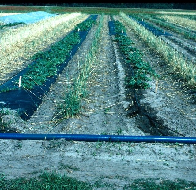 Figure 9. Compare the watermelons at right, which were planted by tranplanting on bare ground, to the watermelons at left, which grew from transplants on polyethylene mulch. All transplants were planting on the same date.