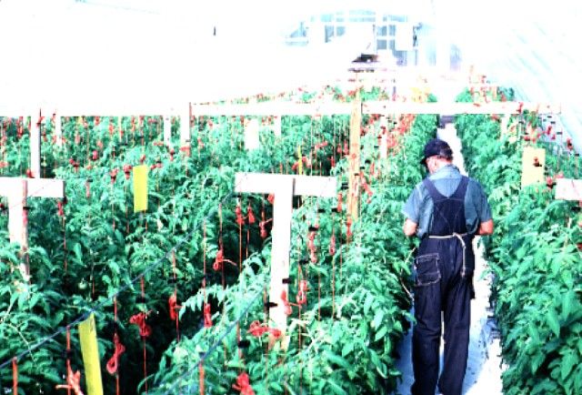 Figure 1. Greenhouse operator pollinating tomatoes.