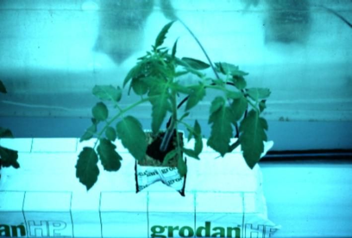 Figure 2. Media for this tomato plant is wrapped in polythylene to minimize contamination of the root system.