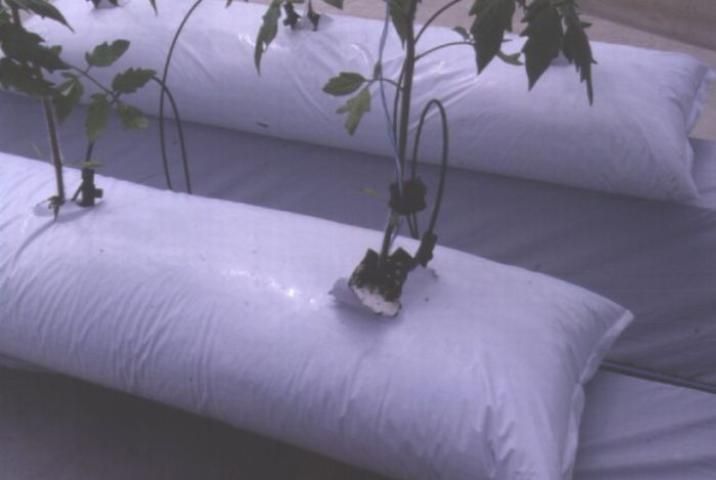 Figure 3. Young tomato plant growing in perlite-filled bag