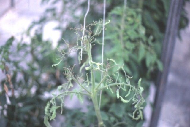 Foliar symptoms of severe calcium deficiency on tomato.