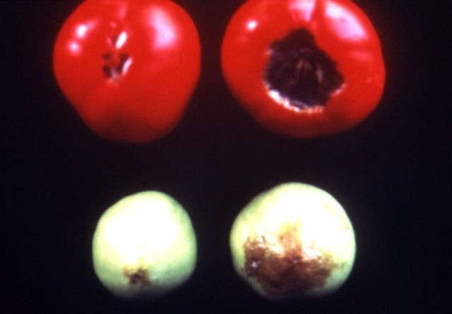 Fruit symptoms of calcium deficiency on tomato (blossom-end-rot).