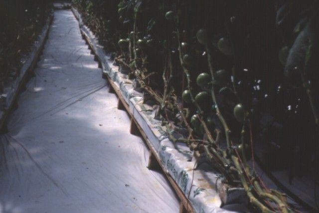 Figure 28. These tomatoes have been leaned and lowered following leaf removal.