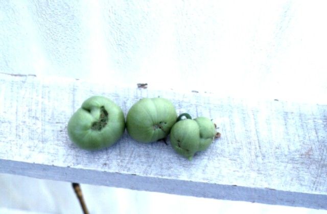 Figure 10. Young tomato fruits with cat-facing disorder.