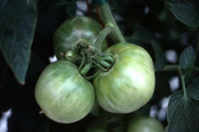Figure 9. Tomato fruits showing the green-shoulder trait.