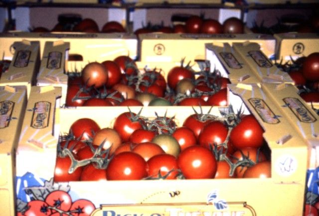 Figure 2. Cluster tomatoes in the box ready for shipment.