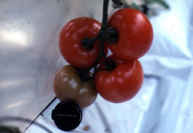 Figure 1. Beefsteak tomatoes on a cluster ready for harvest singly or as a cluster.