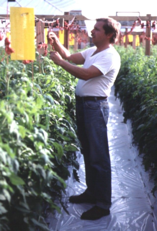 Figure 15. Training the tomato plant to the trellis system.