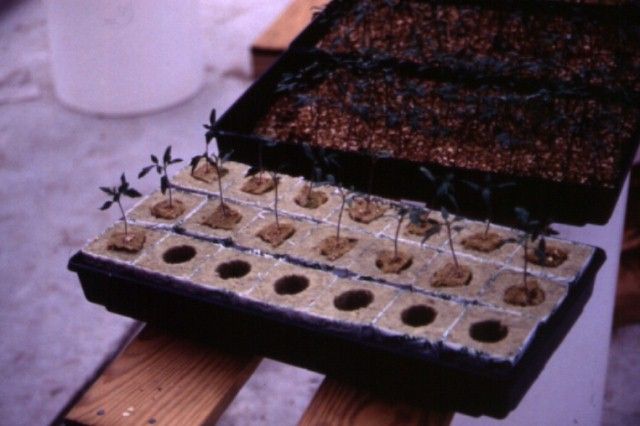 Figure 6. Transplants growing in rockwool cubes for tranplanting to rockwool growing system.