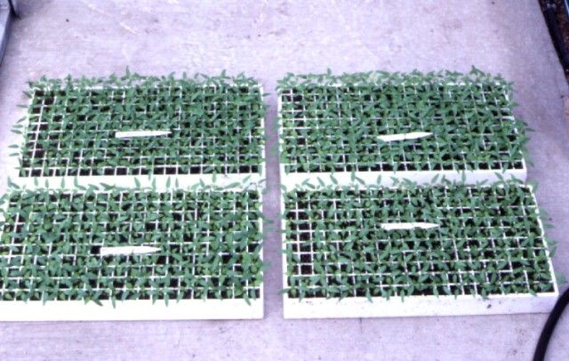 Figure 5. Transplants growing in peat-mix media for transplanting to peat-mix bag systems or trough systems.