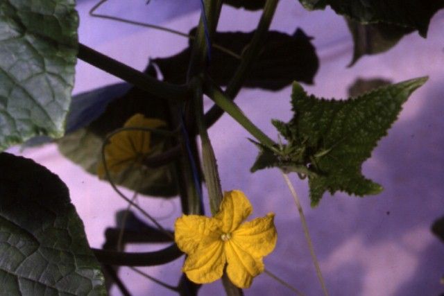 Figure 3. Parthenocarpic greenhouse cucumber flower and young fruit.