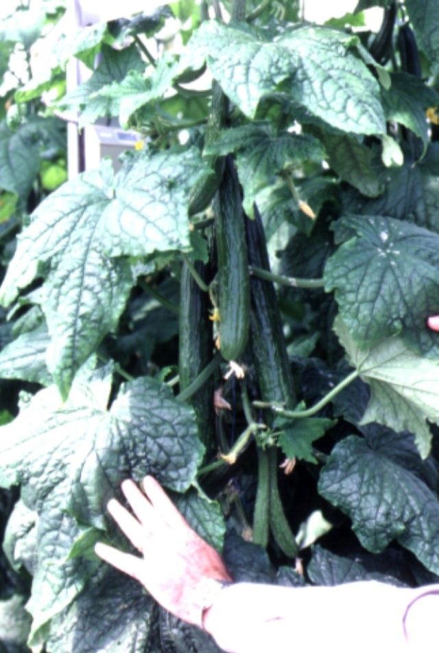 Figure 4. Greenhouse cucumbers ready for harvest.