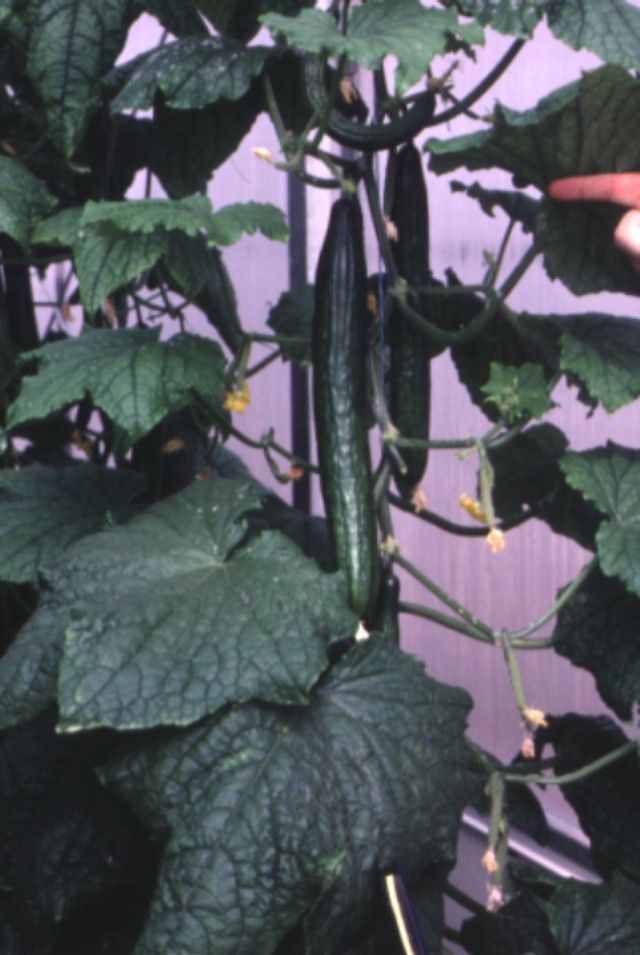 Figure 1. Slender Eurpoean greenhouse cucumbers.