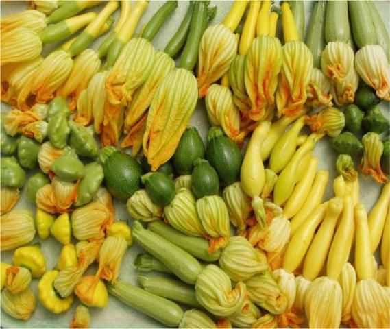 Figure 15. Several cultivars grown and sold as baby squash