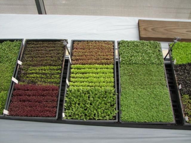 Figure 25. Microgreens grown in media-filled trays