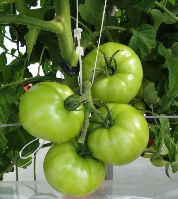 Figure 28. Traditional beefsteak tomato cluster a few days from harvest