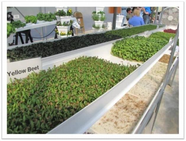 Figure 26. Microgreens grown in fiber mats in a recirculating trough system