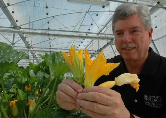 Figure 16. Dr. Dan Cantliffe with male squash flower (left) and female flower (right)