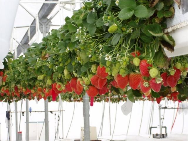 Figure 17. Greenhouse strawberry production in raised media-filled troughs