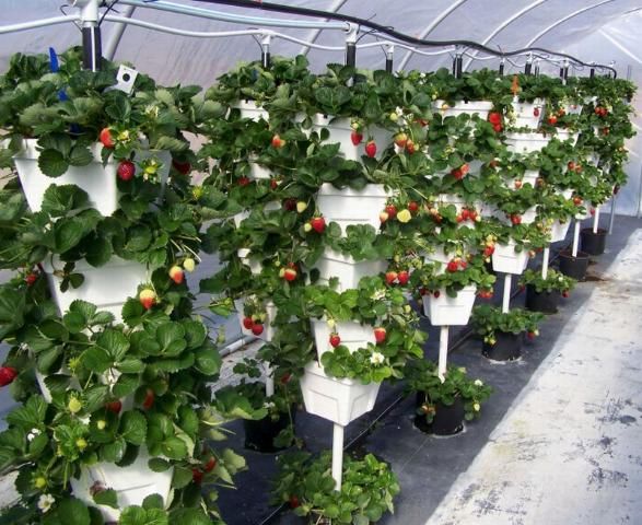 Figure 18. Vertical culture of strawberries in a high tunnel