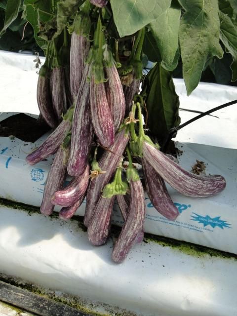 Figure 36. Specialty greenhouse eggplant