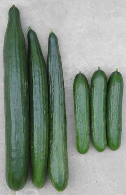 Figure 4. Standard European seedless cucumber (left) and smaller Beit Alpha cucumber (right)
