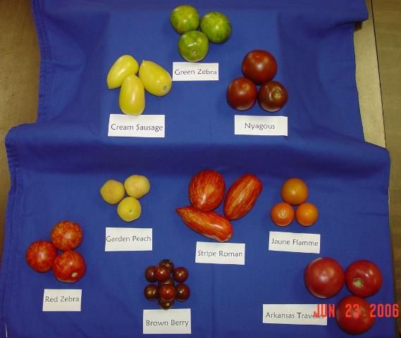 Figure 29. Heirloom tomato cultivars provide diverse colors, shapes and sizes