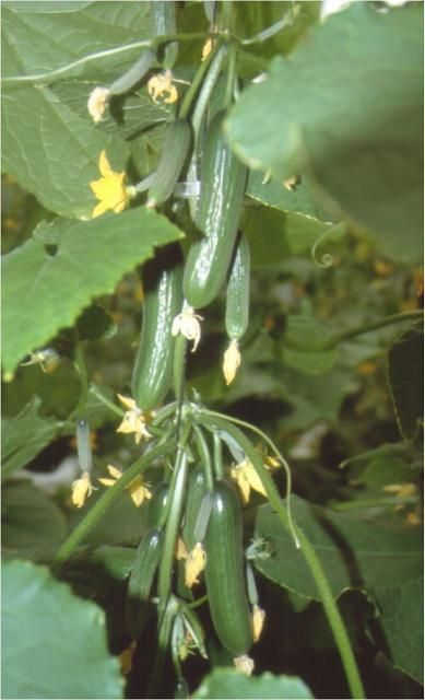 Figure 5. Several Beit Alpha cucumbers set at each internode
