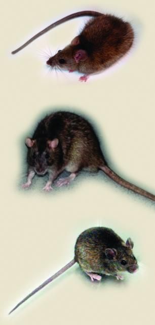 Figure 1. Roof rat (top), Norway rat (middle), and house mouse (bottom).