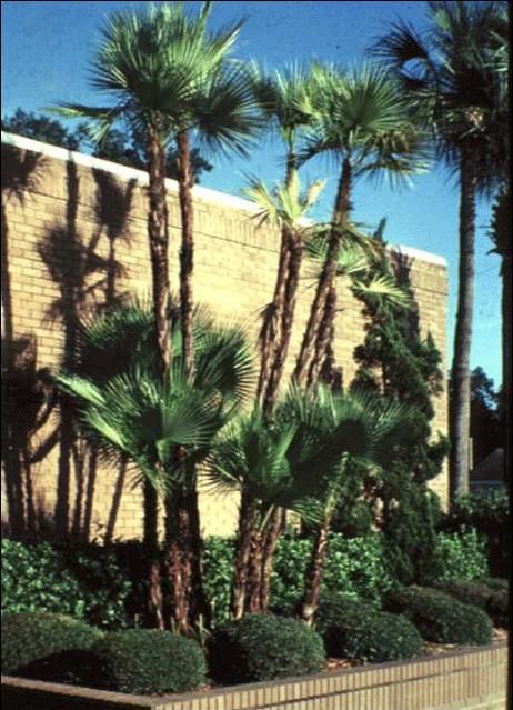 Figure 1. The paurotis palm (Acoelorraphe wrightii) is a native, clumping palm that makes an attractive vertical accent in close spaces.