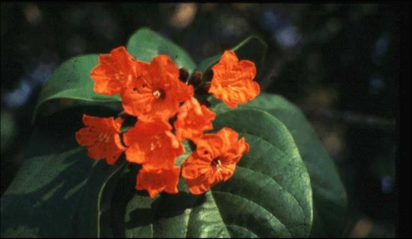 Figure 3. The geiger tree (Cordia sebestena) has spectacular orange flowers and a high salt tolerance.