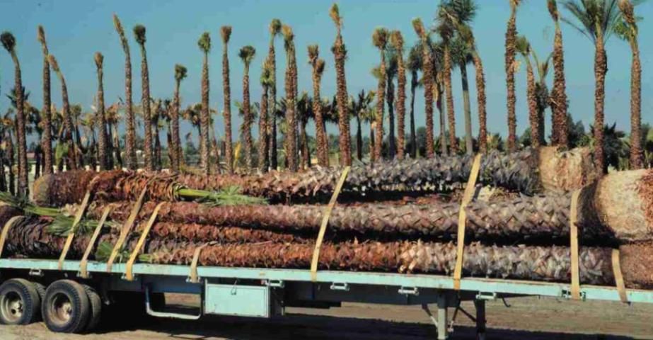 Figure 7. These palms are well supported on the trailer bed for transportation.