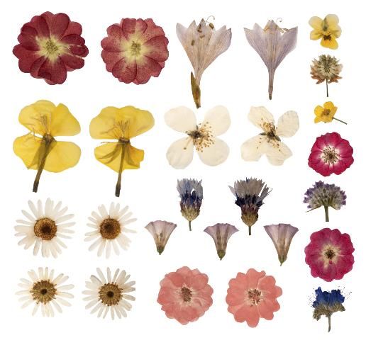 Figure 5. Examples of flower forms suitable for pressing.
